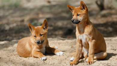 Canine Parvovirus