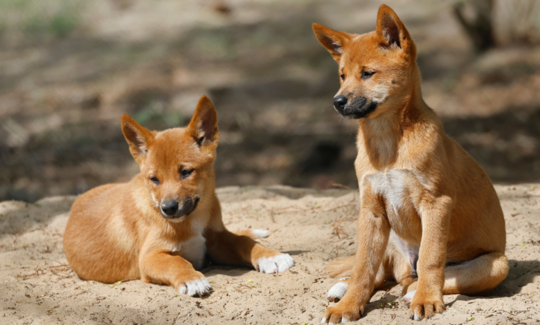 Canine Parvovirus