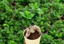 Best Ficus Bonsai Varieties for Sale and How to Pick the Right One