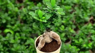 Best Ficus Bonsai Varieties for Sale and How to Pick the Right One