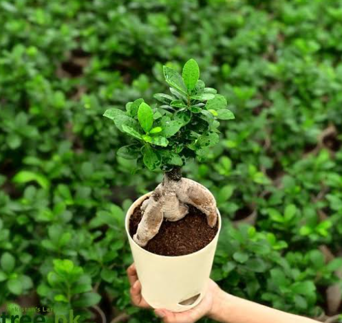 Best Ficus Bonsai Varieties for Sale and How to Pick the Right One